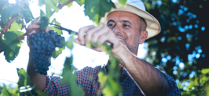 BSJ - Empresas - Financiación - cosecha-elaboracion-2026-hero-mobile