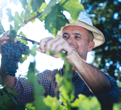 BSJ - Empresas - Financiación - cosecha-elaboracion-2026-hero