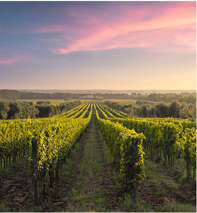 BSJ - Empresas - Financiación - cosecha-elaboracion-section