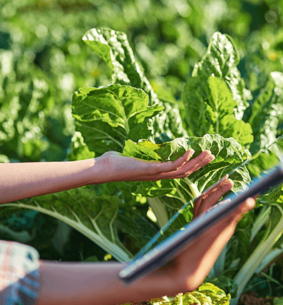 BSJ - Empresas - Financiación - capital-trabajo-agro-insumos-section
