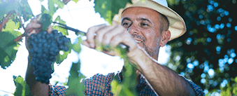 BSJ - Empresas - Financiación - home-cosecha-elaboracion-2026